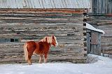 Horse Beside Log Barn_14056